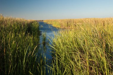 Geniş yapraklı kadife kuyruklu göl Typha latifolia rüzgarla hareket etti. Oiseaux du Djoudj Ulusal Parkı. Saint-Louis 'de. Senegal.