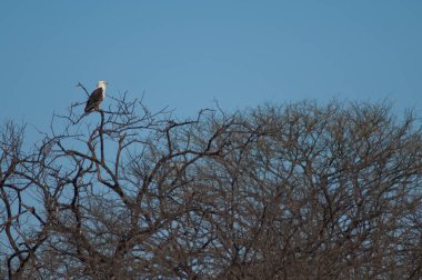 Afrika balık kartalı Haliaeetus vocifer. Oiseaux du Djoudj Ulusal Parkı. Saint-Louis 'de. Senegal.
