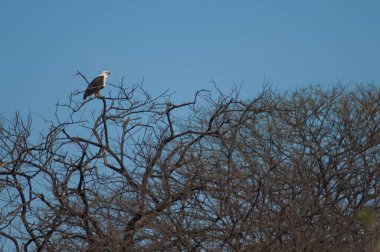 Afrika balık kartalı Haliaeetus vocifer. Oiseaux du Djoudj Ulusal Parkı. Saint-Louis 'de. Senegal.