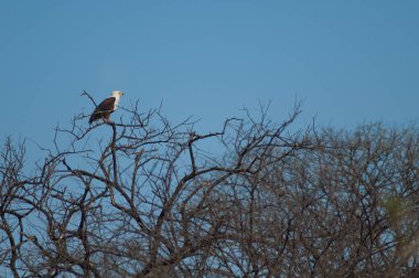 Afrika balık kartalı Haliaeetus vocifer. Oiseaux du Djoudj Ulusal Parkı. Saint-Louis 'de. Senegal.