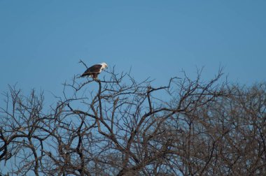 Afrika balık kartalı Haliaeetus vocifer. Oiseaux du Djoudj Ulusal Parkı. Saint-Louis 'de. Senegal.
