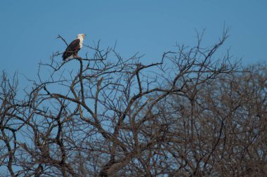 Afrika balık kartalı Haliaeetus vocifer. Oiseaux du Djoudj Ulusal Parkı. Saint-Louis 'de. Senegal.