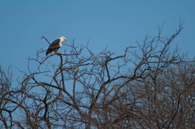 Afrika balık kartalı Haliaeetus vocifer. Oiseaux du Djoudj Ulusal Parkı. Saint-Louis 'de. Senegal.
