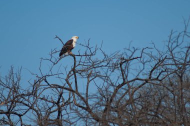 Afrika balık kartalı Haliaeetus vocifer. Oiseaux du Djoudj Ulusal Parkı. Saint-Louis 'de. Senegal.