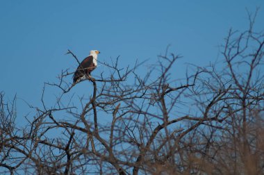 Afrika balık kartalı Haliaeetus vocifer. Oiseaux du Djoudj Ulusal Parkı. Saint-Louis 'de. Senegal.