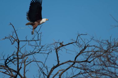 Afrika balık kartalı Haliaeetus vocifer uçuyor. Oiseaux du Djoudj Ulusal Parkı. Saint-Louis 'de. Senegal.