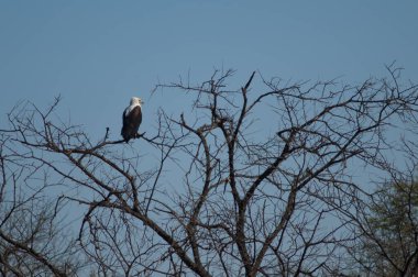 Afrika balık kartalı Haliaeetus vocifer. Oiseaux du Djoudj Ulusal Parkı. Saint-Louis 'de. Senegal.