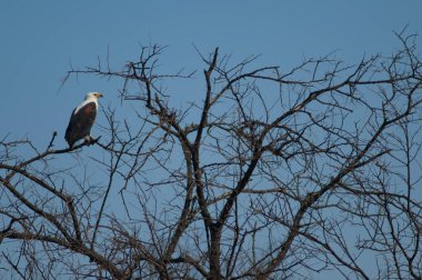 Afrika balık kartalı Haliaeetus vocifer. Oiseaux du Djoudj Ulusal Parkı. Saint-Louis 'de. Senegal.