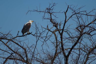 Afrika balık kartalı Haliaeetus vocifer. Oiseaux du Djoudj Ulusal Parkı. Saint-Louis 'de. Senegal.
