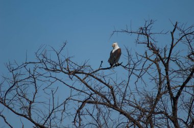 Afrika balık kartalı Haliaeetus vocifer. Oiseaux du Djoudj Ulusal Parkı. Saint-Louis 'de. Senegal.