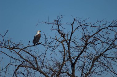 Afrika balık kartalı Haliaeetus vocifer. Oiseaux du Djoudj Ulusal Parkı. Saint-Louis 'de. Senegal.