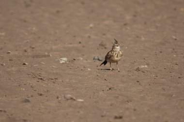 Tarlakuşu Galerida Cristata Senegallensis. Oiseaux du Djoudj Ulusal Parkı. Saint-Louis 'de. Senegal.