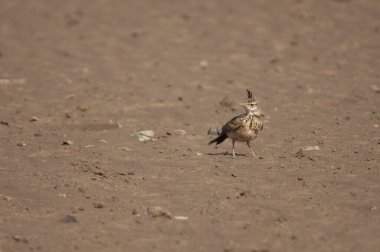 Tarlakuşu Galerida Cristata Senegallensis. Oiseaux du Djoudj Ulusal Parkı. Saint-Louis 'de. Senegal.
