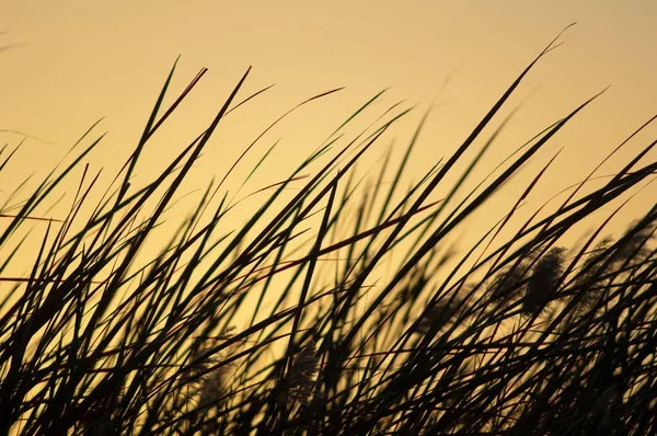 Vegetación Parque Nacional Oiseaux Djoudj Amanecer Saint Louis Senegal — Foto de Stock