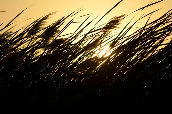 Vegetación Parque Nacional Oiseaux Djoudj Amanecer Saint Louis Senegal — Foto de Stock