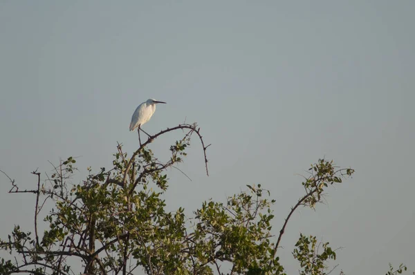 Pequeña Garza Egretta Garzetta Árbol Parque Nacional Oiseaux Djoudj Saint — Foto de Stock