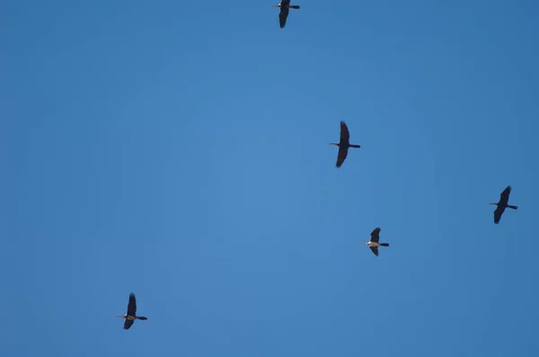 Darters Africanos Anhinga Rufa Vuelo Parque Nacional Oiseaux Djoudj Saint —  Fotos de Stock