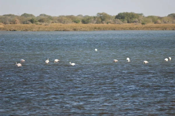 Greater Flamingos Phoenicopterus Roseus Lagoon Oiseaux Djoudj National Park Saint — Stock Photo, Image