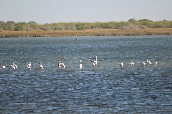 Flamingos Phoenicopterus Roseus Einer Lagune Oiseaux Djoudj National Park Saint — Stockfoto