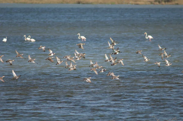Flock Garganey Spatula Querquedula Northern Shovelers Spatula Clypeata Flight Oiseaux — Stock Photo, Image