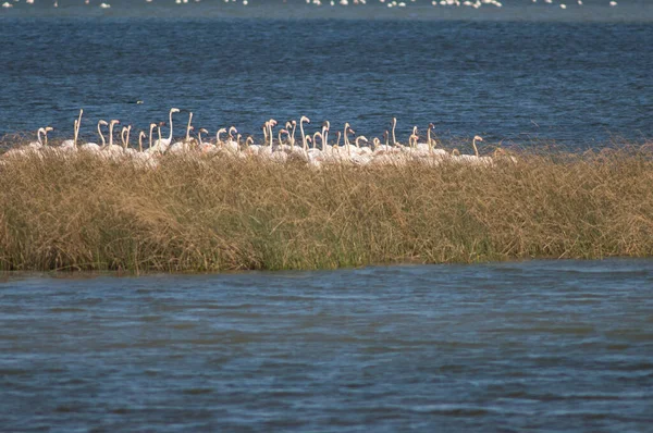 Flamingos Phoenicopterus Roseus Einer Lagune Oiseaux Djoudj National Park Saint — Stockfoto