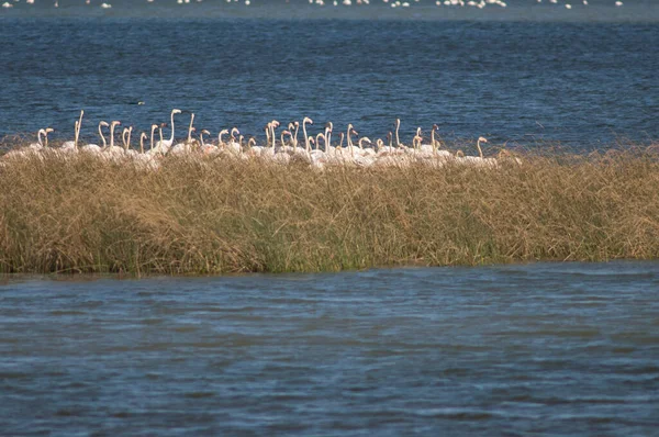 Flamants Roses Phoenicopterus Roseus Dans Lagon Parc National Des Oiseaux — Photo