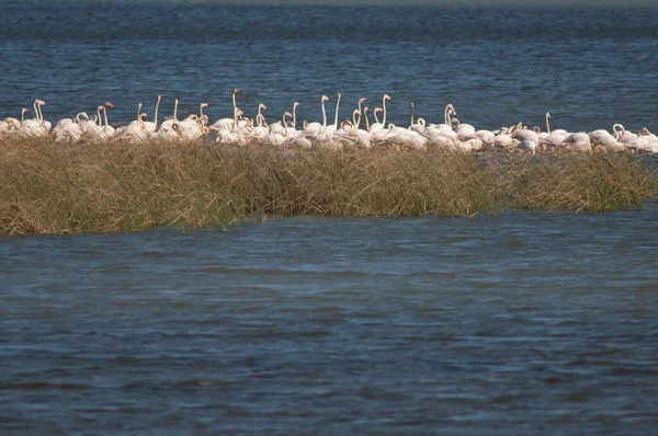 Flamingos Phoenicopterus Roseus Einer Lagune Oiseaux Djoudj National Park Saint — Stockfoto