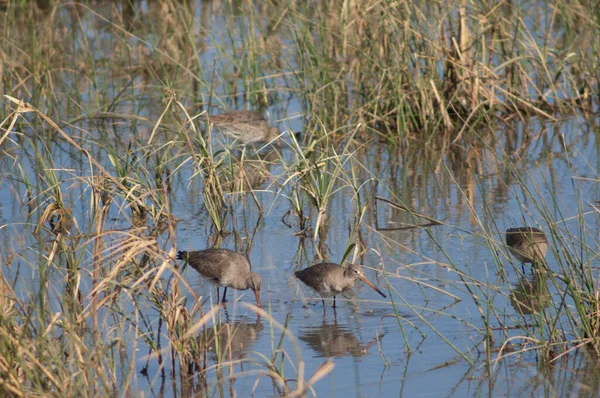 Bóstwa Czarnym Ogonie Limosa Limosa Lagunie Park Narodowy Oiseaux Djoudj — Zdjęcie stockowe