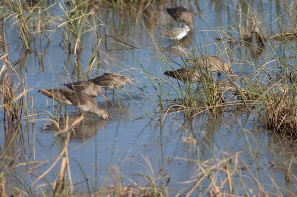 Uferschnepfen Limosa Limosa Einer Lagune Oiseaux Djoudj National Park Saint — Stockfoto