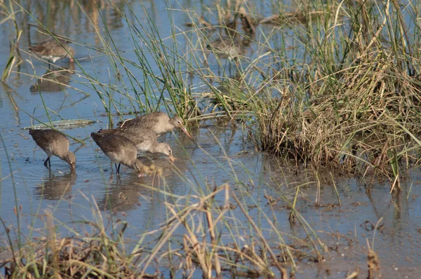 Bogowie Czarnym Ogonem Limosa Limosa Szukający Pożywienia Park Narodowy Oiseaux — Zdjęcie stockowe