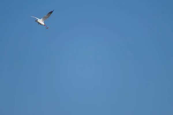 Kaspijska Rybitwa Hydroprogne Caspia Bawiąca Się Sumem Park Narodowy Oiseaux — Zdjęcie stockowe