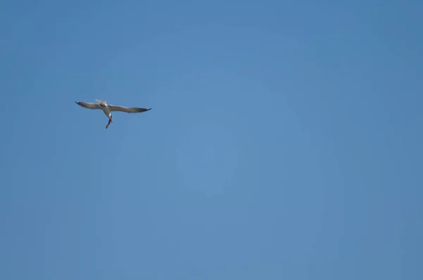 Cáspio Tern Hydroprogne Caspia Com Bagre Parque Nacional Oiseaux Djoudj — Fotografia de Stock