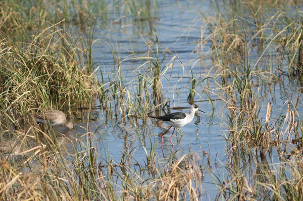 黑翼立柱 Himantopus Himantopus 在右边 黑尾翼立摩萨 Limosa Limosa 在左边 Oiseaux Djoudj — 图库照片