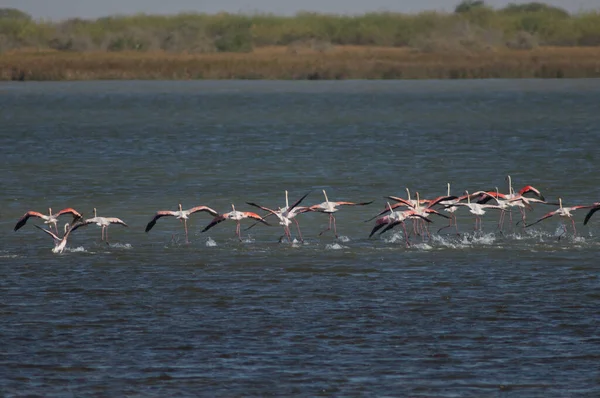 Große Flamingos Phoenicopterus Roseus Auf Dem Flug Oiseaux Djoudj National — Stockfoto