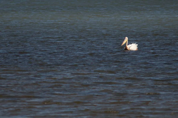 大白鹈鹕 大白鹈鹕 Oiseaux Djoudj国家公园 圣路易斯 塞内加尔 — 图库照片