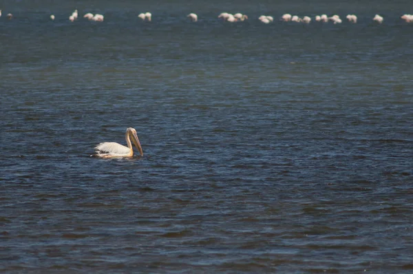 Stor Vit Pelikan Pelecanus Onocrotalus Oiseaux Djoudj National Park Saint — Stockfoto