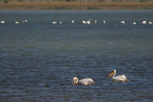 Μεγάλοι Λευκοί Πελεκάνοι Pelecanus Onocrotalus Εθνικό Πάρκο Oiseaux Djoudj Σεντ — Φωτογραφία Αρχείου