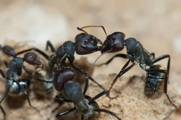 Altın sırtlı karınca Camponotus sericeus. Oiseaux du Djoudj Ulusal Parkı. Saint-Louis 'de. Senegal.