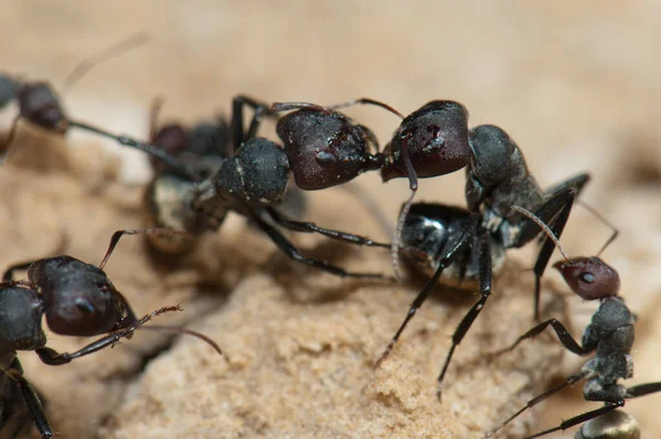 Altın sırtlı karınca Camponotus sericeus. Oiseaux du Djoudj Ulusal Parkı. Saint-Louis 'de. Senegal.