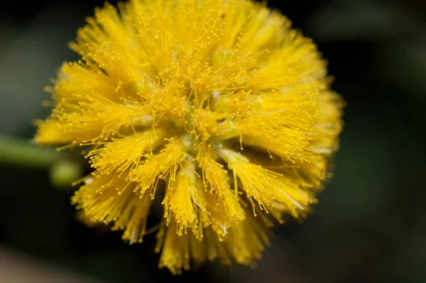 Flor Goma Acacia Senegalia Senegal Parque Nacional Oiseaux Djoudj Saint — Foto de Stock