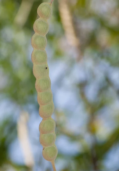 Pod Gum Acacia Senegalia Senegal Národní Park Oiseaux Djoudj Saint — Stock fotografie