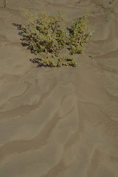 Tetraena Fontanesii Auf Den Sand Pflanzen Oiseaux Djoudj National Park — Stockfoto