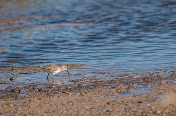 Sandpiper Calidris Een Lagune Nationaal Park Oiseaux Djoudj Sint Lodewijk — Stockfoto