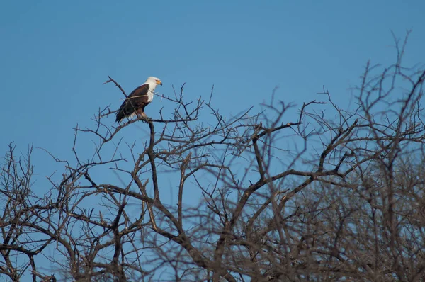 Águila Pescadora Africana Haliaeetus Vocifer Parque Nacional Oiseaux Djoudj Saint — Foto de Stock
