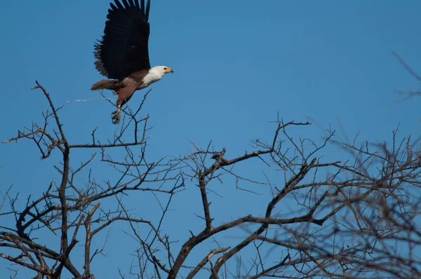 Águila Pescadora Africana Haliaeetus Vocifer Tomando Vuelo Parque Nacional Oiseaux — Foto de Stock