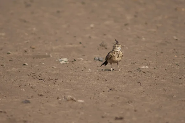 Crested Lark Galerida Cristata Senegallensis Parco Nazionale Oiseaux Djoudj Saint — Foto Stock