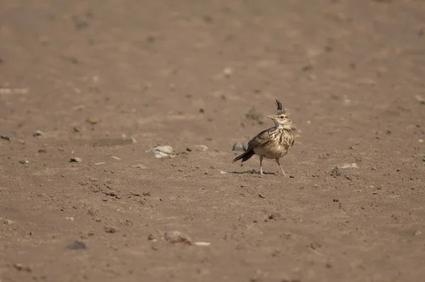 Galerida Cristata Senegallensis Park Narodowy Oiseaux Djoudj Saint Louis Senegal — Zdjęcie stockowe