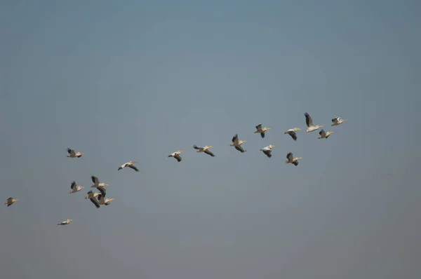 Büyük Beyaz Pelikanlar Pelecanus Onocrotalus Uçuyor Oiseaux Djoudj Ulusal Parkı — Stok fotoğraf