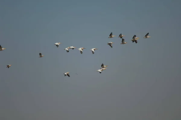 Grands Pélicans Blancs Pelecanus Onocrotalus Vol Parc National Des Oiseaux — Photo