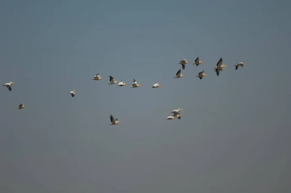 Pelikane Pelecanus Onocrotalus Flug Oiseaux Djoudj National Park Saint Louis — Stockfoto